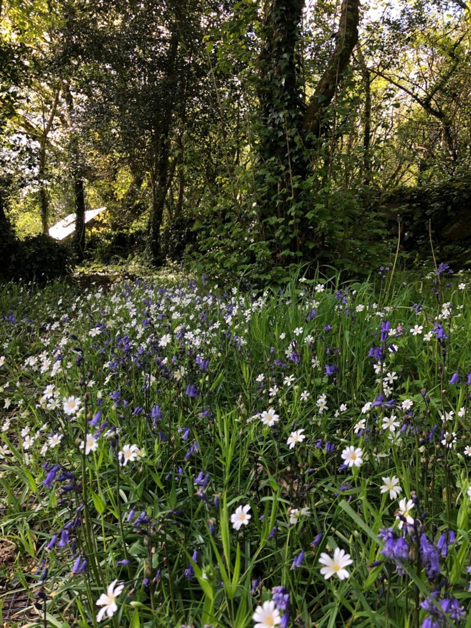 Sligo Forest Retreat Villa Dış mekan fotoğraf